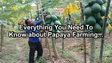 Photo of Sow Papaya: Conditions, Irrigation, Plantation [Step by Step + Images]