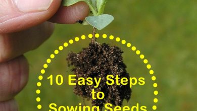 Photo of Sow Seeds: Complete Guide to Learn to Plant What You Want