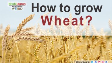 Photo of Sow Wheat: How, When and Where in [12 Steps + Images]