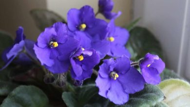 Photo of Sowing African Violet: [Needs, Substrate, Irrigation and Cultivation]