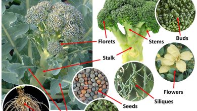 Photo of Sowing Broccoli: [Care, Cultivation, Irrigation, Substrate and Pests]