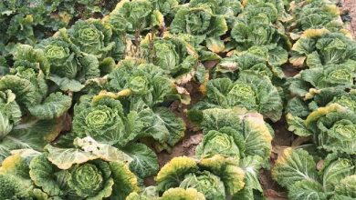 Photo of Sowing Cabbage: [Growing, Care, Irrigation, Substrate and Pests]