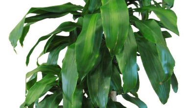 Photo of Sowing Dracaena Fragrans Massageana or Brazil Trunk: Care and Irrigation