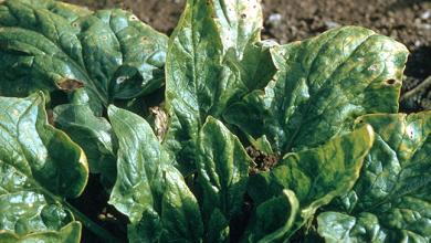 Photo of Spinach Diseases: Leaf Spots, Viruses, and More