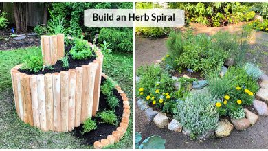 Photo of Spiral gardens: what is it and how to make a spiral garden?