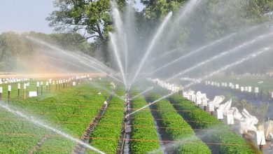 Photo of Sprinkler Irrigation: [Advantages, Disadvantages, Forms and Operation]