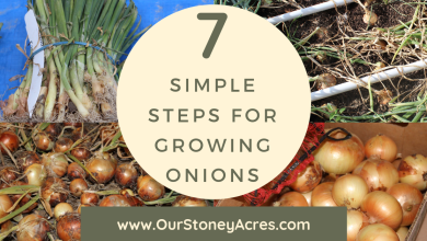 Photo of Step on the onions