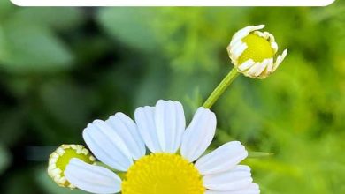 Photo of Steps to Follow to Plant Chamomile: [Complete Guide]