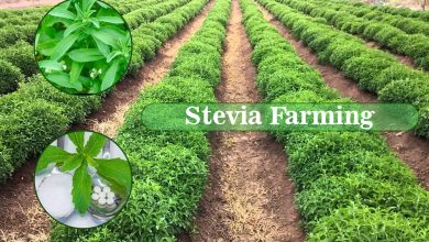 Photo of Stevia: [Planting, Care, Irrigation, Substrate and Pests]