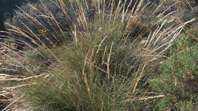 Photo of Stipa Tenacissima or Esparto grass: [Planting, Care, Irrigation, Substrate]
