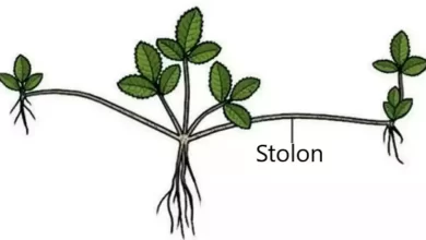 Photo of Stolons: [Concept, Planting, Care, Pests and Diseases]