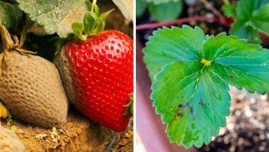 Photo of Strawberry Pests and Diseases: How to Identify and Treat Them