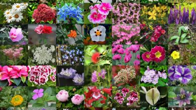 Photo of Summer Flowers: [Names, List, Characteristics and Care]