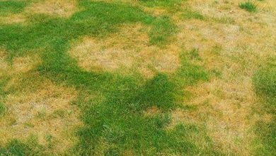 Photo of Summer Lawn Diseases: Prevention and Treatment