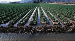 Photo of Surface Irrigation: [Concept, Advantages, Disadvantages and Requirements]