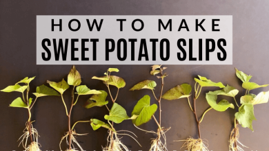 Photo of Sweet Potato Cuttings: [Concept, Period, Rooting and Planting]