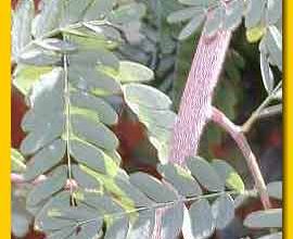 Photo of Tamarind Tree: [Cultivation, Irrigation, Associations, Pests and Diseases]