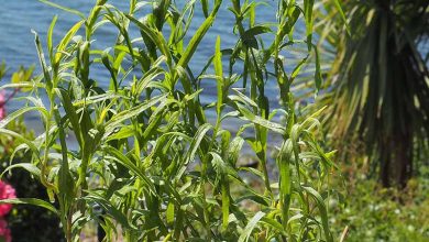 Photo of Tarragon: [Characteristics, Care, Planting, Pruning and Problems]