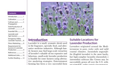 Photo of Technical report for the cultivation of Lavender