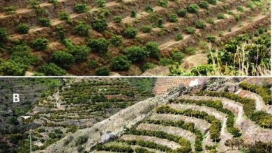 Photo of Terraces in the recycled orchard: How to delimit the crops