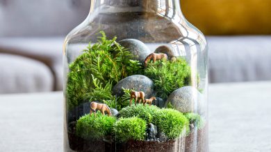 Photo of Terrarium: What is it, Where to Buy and How to make a Homemade one?