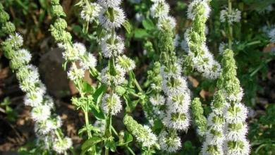 Photo of Teucrium: [Cultivation, Irrigation, Associations, Pests and Diseases]