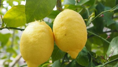 Photo of The [10] Main Pests and Diseases of the Lemon Tree: How to Fight Them