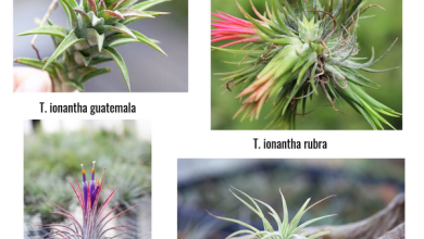 Photo of The 10 Most Beautiful Air Plants [Features and photos]