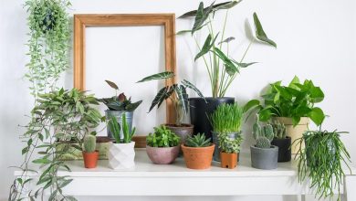 Photo of The [15 Best] Durable and Hardy Houseplants