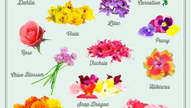 Photo of The 20 Most Common and Beautiful Edible Flowers: [Complete Guide]