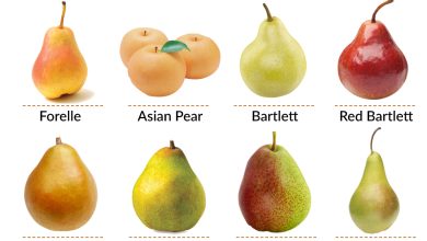Photo of The 20 Most Famous and Delicious Types and Varieties of Pears