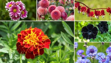Photo of The 45 Types of Pretty Flowers for Your Garden