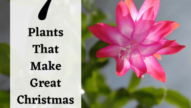 Photo of The 5 best plants to give at Christmas