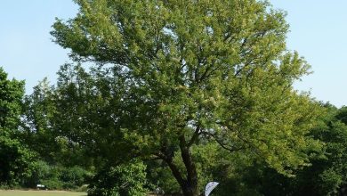 Photo of The Acacia Tree: [Characteristics, Planting, Care, Irrigation and Substrate]
