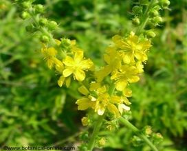 Photo of The Agrimony: [Planting, Care, Irrigation, Substrate and Pests]
