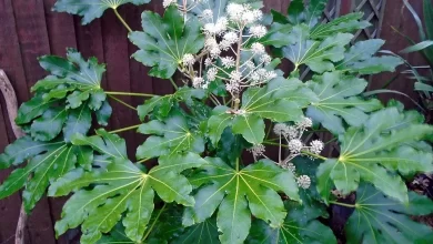 Photo of The Aralia: [Characteristics, Planting, Care, Irrigation and Substrate]