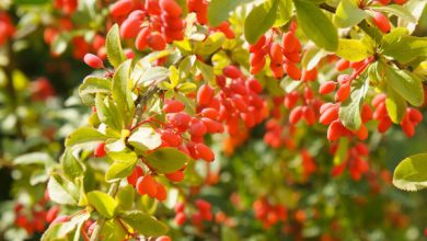 Photo of The Berberis: [Care, Planting, Irrigation, Substrate and Pests]