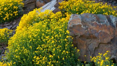 Photo of The best plants for rockery