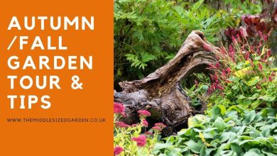 Photo of The best tips for the urban garden in autumn and winter