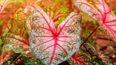 Photo of The Caladium: [Characteristics, Planting, Care, Irrigation and Substrate]