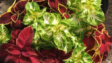 Photo of The Coleus: [Characteristics, Planting, Care, Irrigation and Substrate]