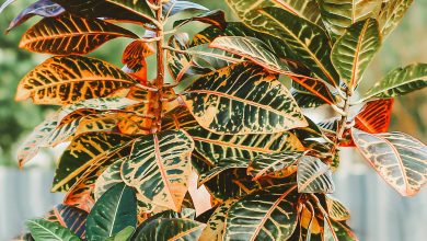 Photo of The Croton: [Planting, Care, Substrate, Irrigation] – Complete Guide