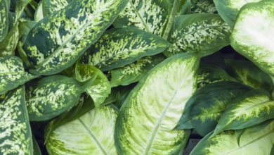 Photo of The Dieffenbachia: [Characteristics, Planting, Care, Irrigation and Substrate]