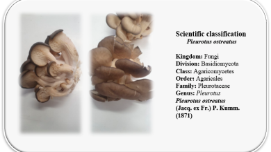 Photo of The Fungus Pleurotus Ostreatus: [Planting, Care, Irrigation, Substrate]
