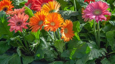 Photo of The Gerbera: [Care, Planting, Irrigation, Light and Substrate]