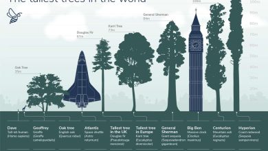 Photo of The Largest Tree in the World: [Height, Location and Characteristics]