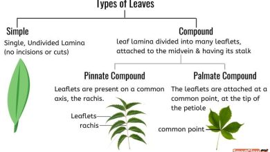 Photo of The Leaf: [Parts, Functions, Types]
