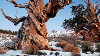 Photo of The Oldest Tree in the World: What is it and how old is it?