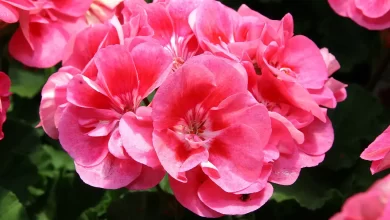 Photo of The Pelargonium: [Planting, Care, Irrigation and Substrate]