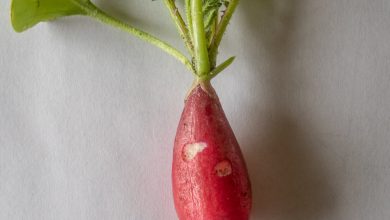 Photo of THE RADISH: Pests and most important diseases